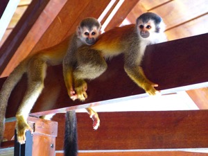 Restaurant Monkeys